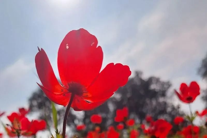 רפאל בן משה: פוטותרפיה, טיפול פוטותרפיה, סדנת פוטותרפיה