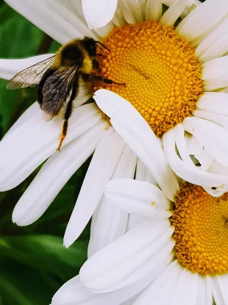 פוטותרפיה - סיפור אהבה